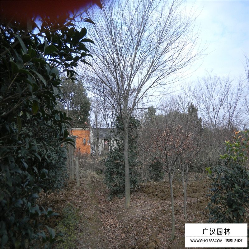 櫸樹(shù)育苗方法