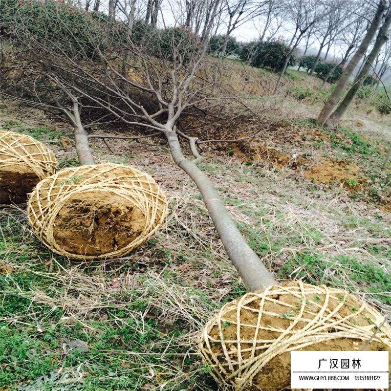櫸樹(shù)種植方法
