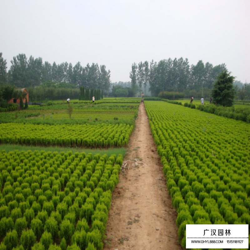 灑金柏病蟲害防治