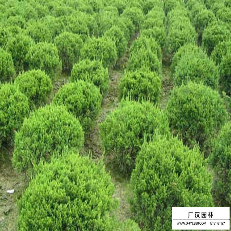 灑金柏病蟲害防治