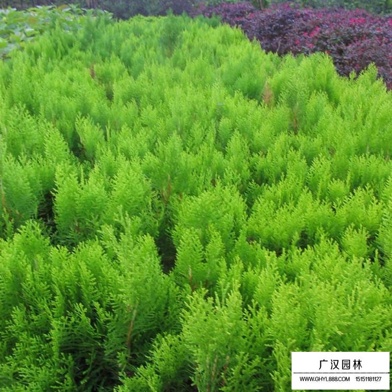 灑金柏繁殖方法