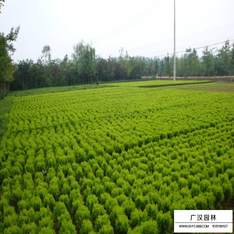 灑金柏栽培技術(shù)