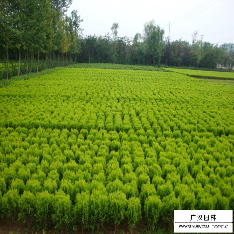 灑金柏栽培技術(shù)