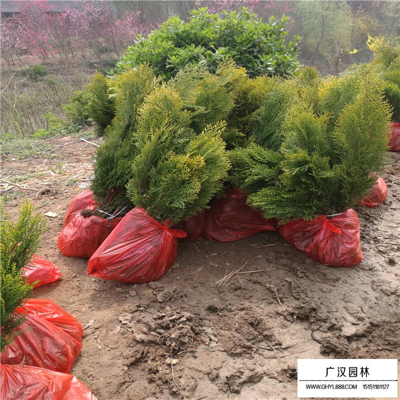 灑金柏與黃金柏的區(qū)別