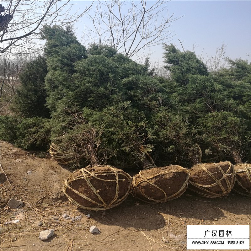 龍柏、蜀檜和塔柏的區(qū)別(圖2)