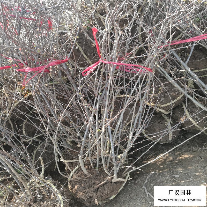 貼梗海棠病蟲害防治