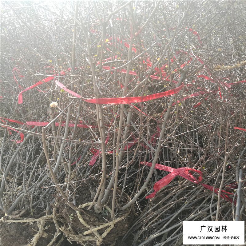 貼梗海棠養(yǎng)護