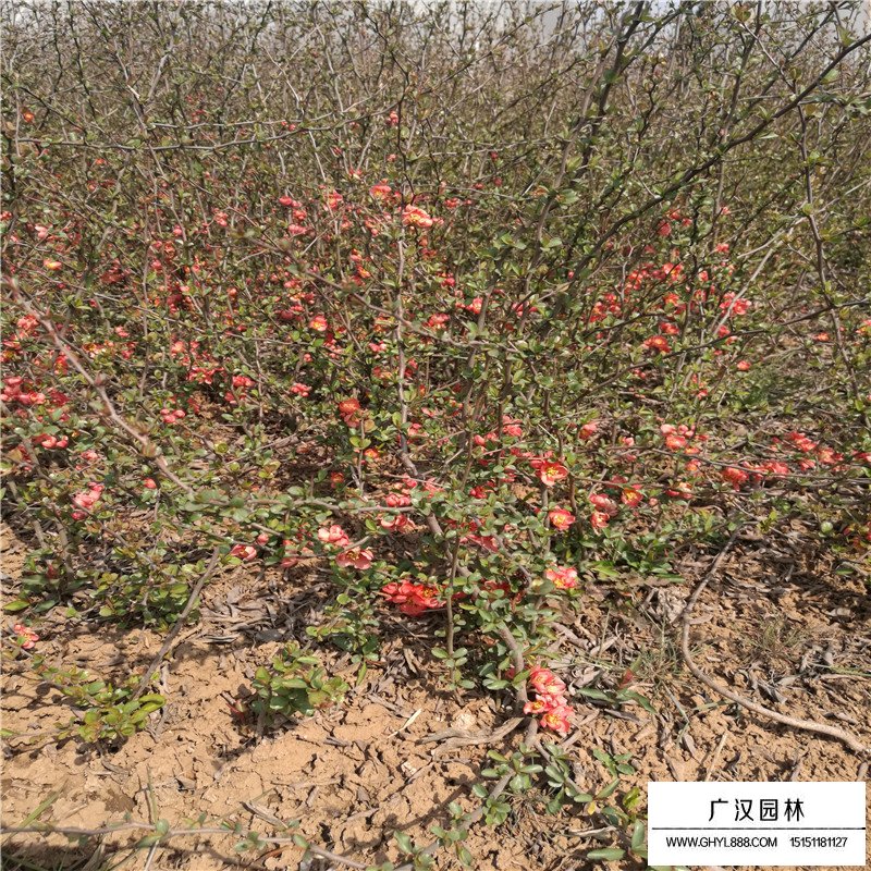 貼梗海棠簡(jiǎn)介