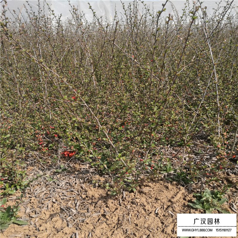 貼梗海棠簡(jiǎn)介