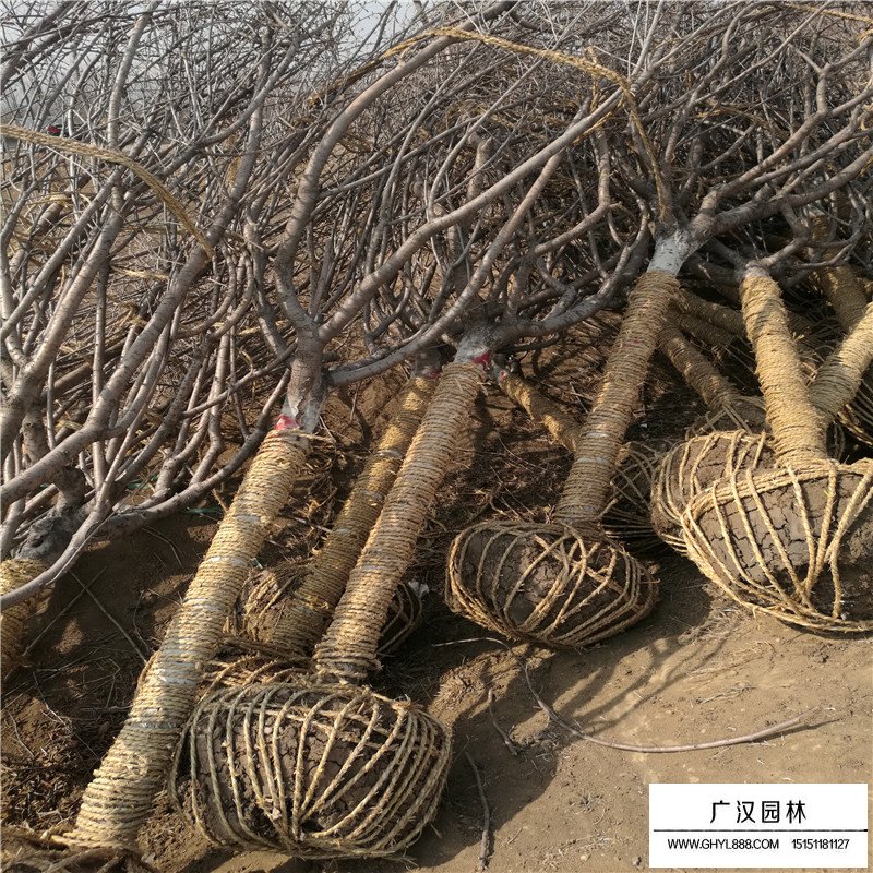 日本晚櫻的分布