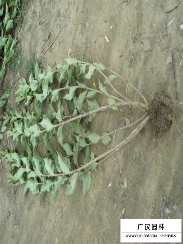 紅王子錦帶價(jià)格是多少？(圖4)