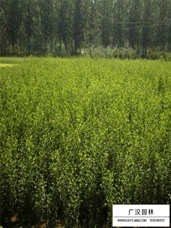 叢生木槿長什么樣子？(圖2)