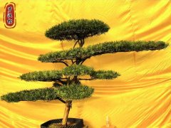 造型羅漢松