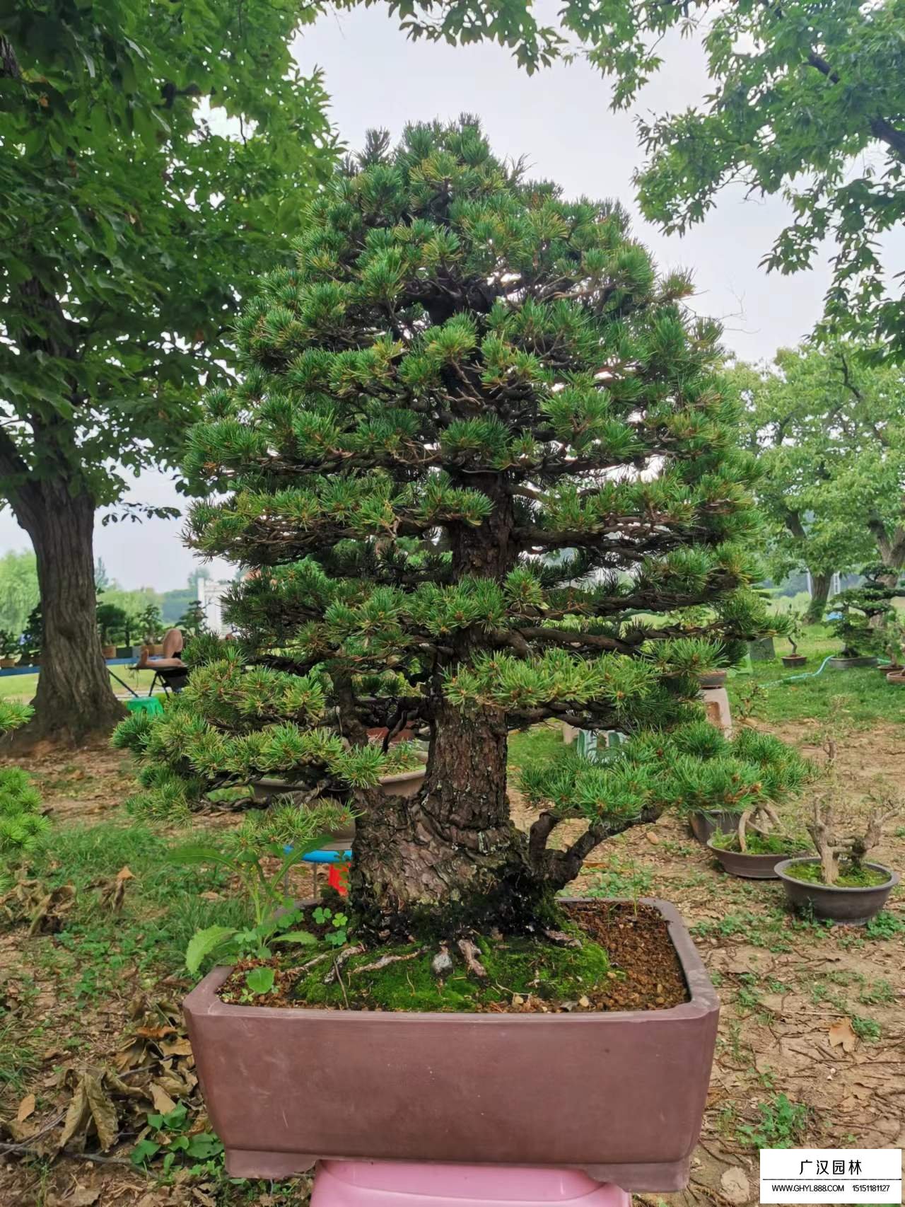 日本五針?biāo)赡睦锒啵?圖4)