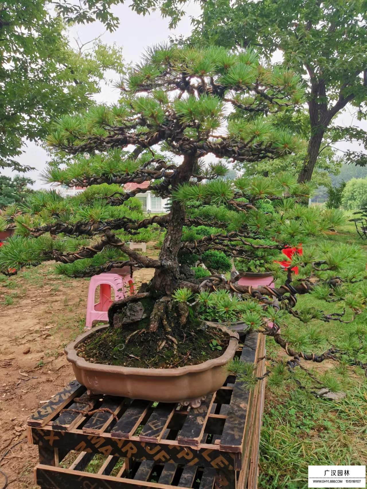 日本五針?biāo)赡睦锒啵?圖5)