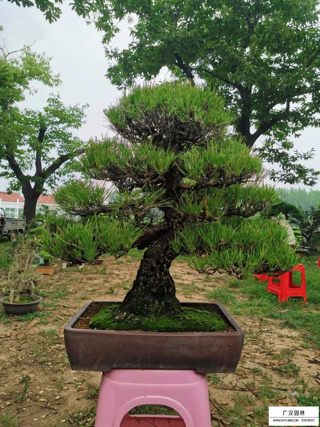 日本五針?biāo)赡睦锒啵?圖6)