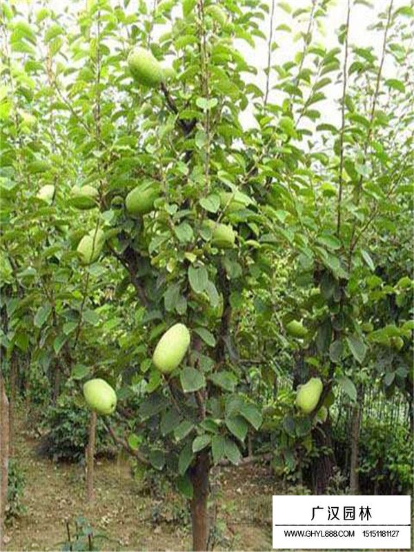 木瓜海棠價(jià)格是多少？(圖3)