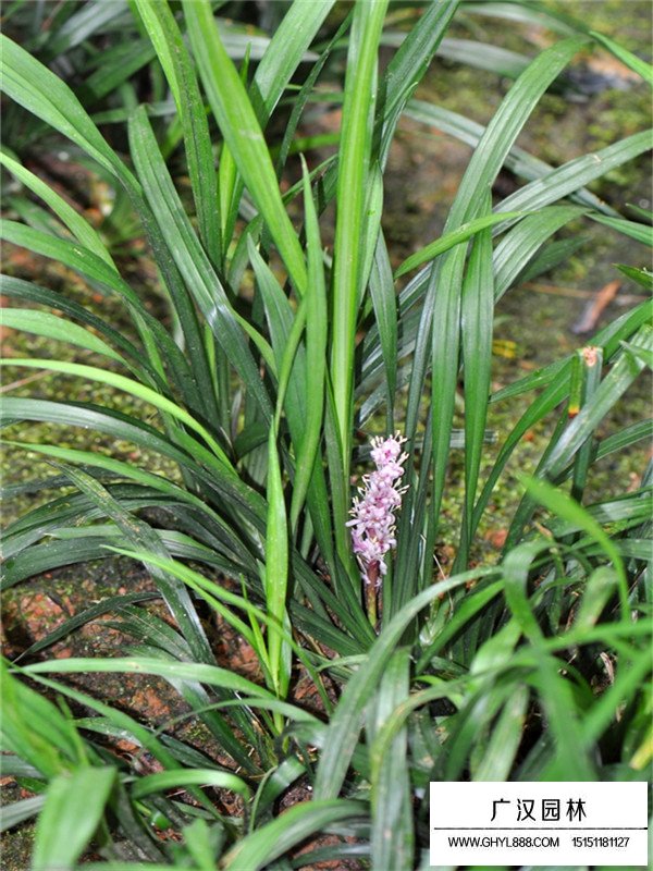 吉祥草是什么植物？(圖1)