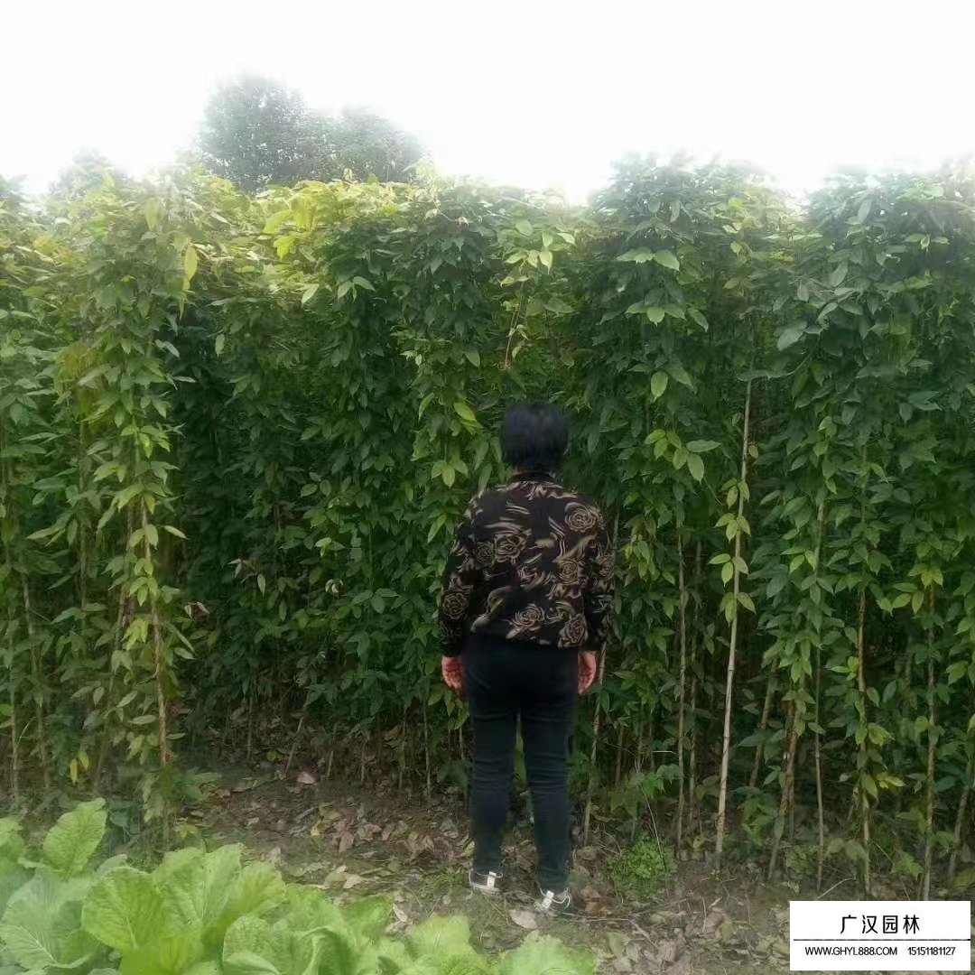 千金藤哪里有？(圖1)