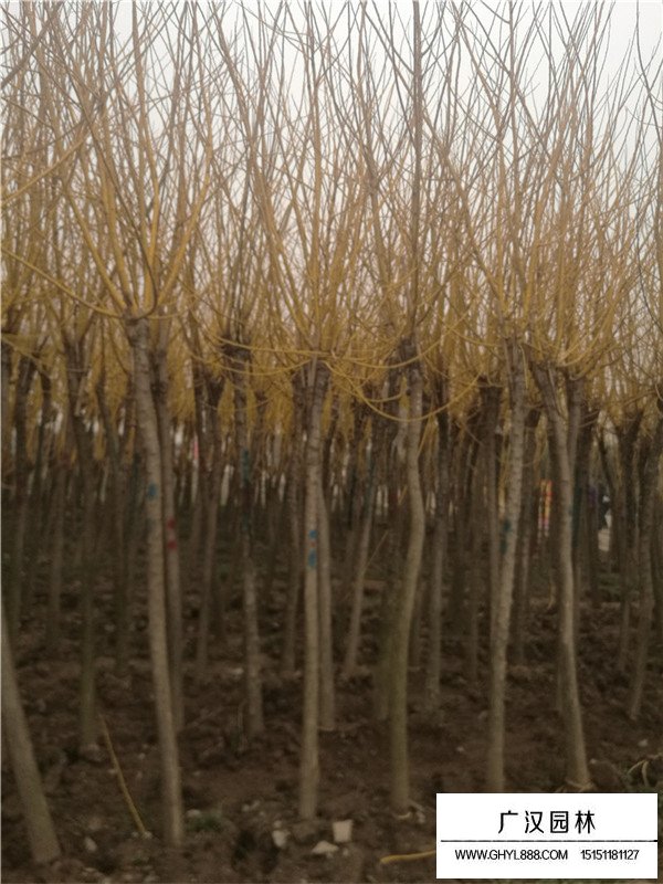 黃金槐是什么？(圖3)