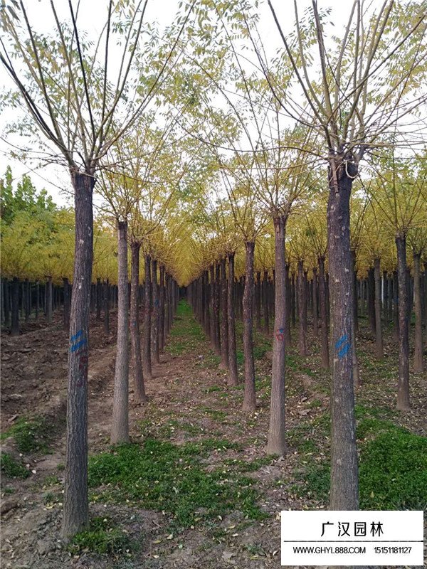 黃金槐是什么？(圖4)