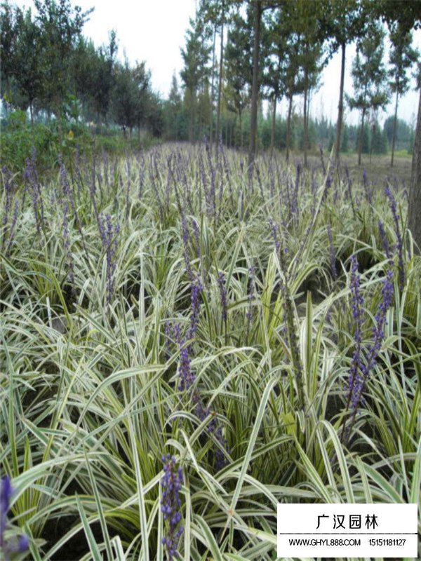 金邊麥冬草長什么樣子？(圖2)