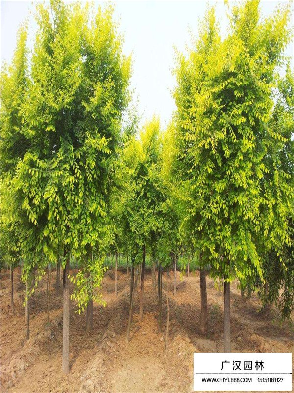 金葉榆基地在什么地方？(圖1)