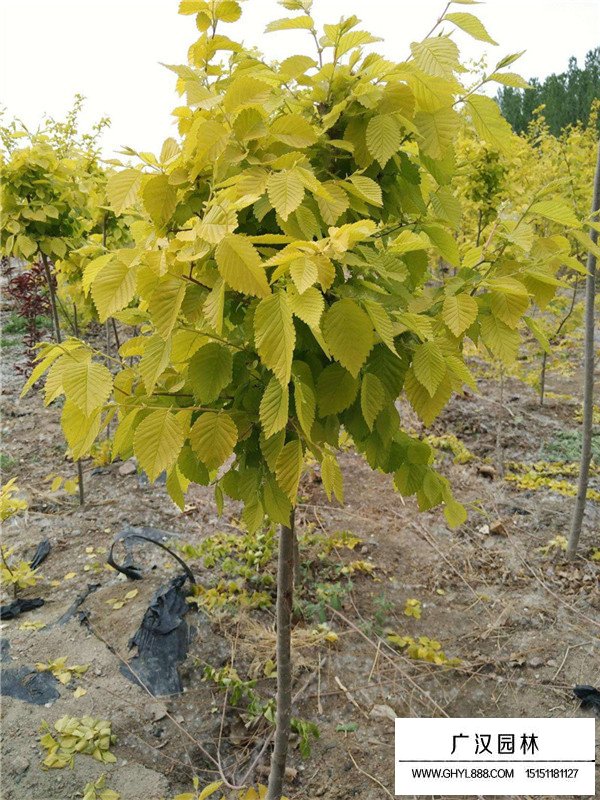 金葉榆基地在什么地方？(圖2)