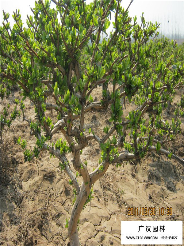 金銀木和金銀花怎么區(qū)分？(圖1)