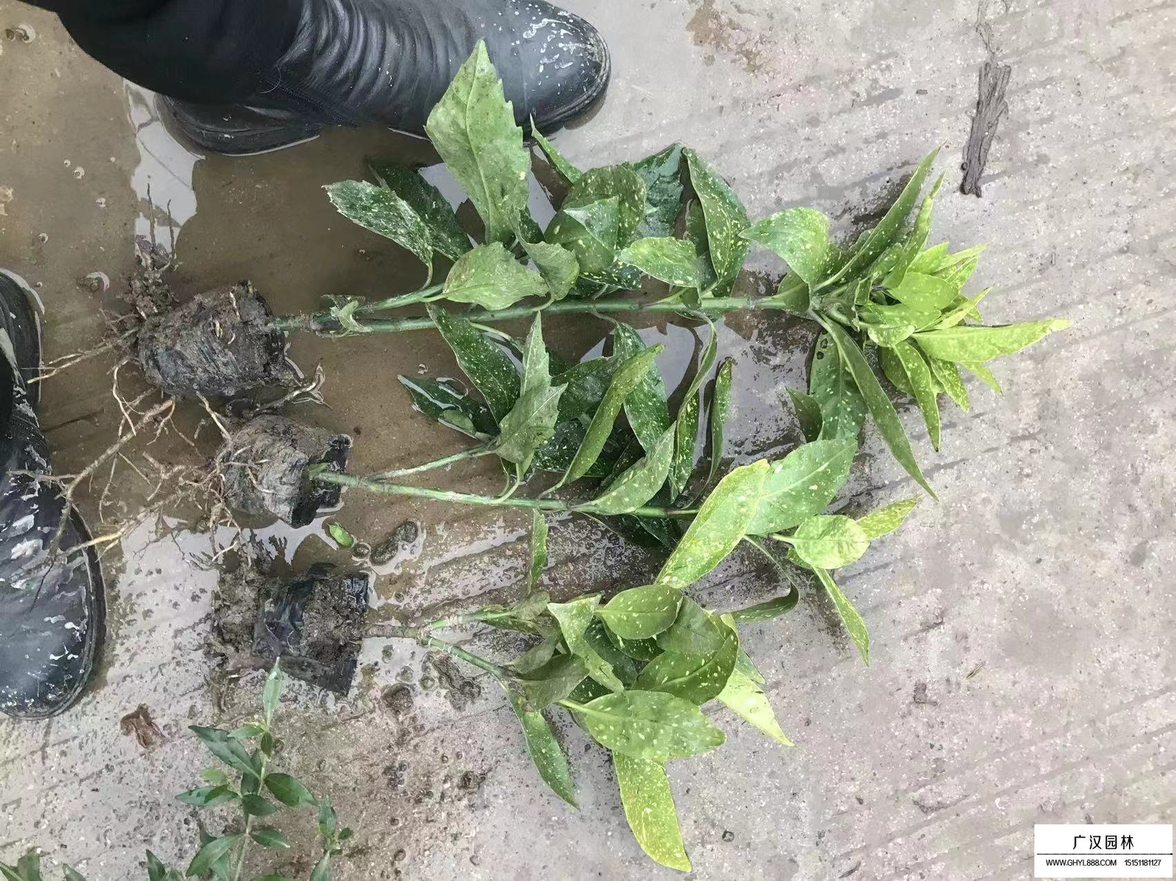 灑金珊瑚 灑金珊瑚