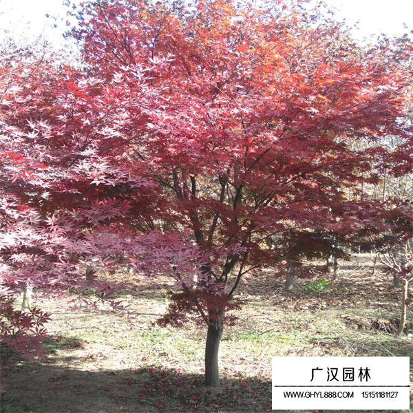 哪種紅楓最漂亮