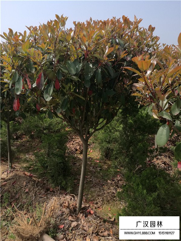 獨(dú)桿石楠樹