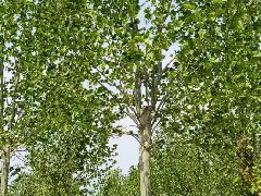法國梧桐