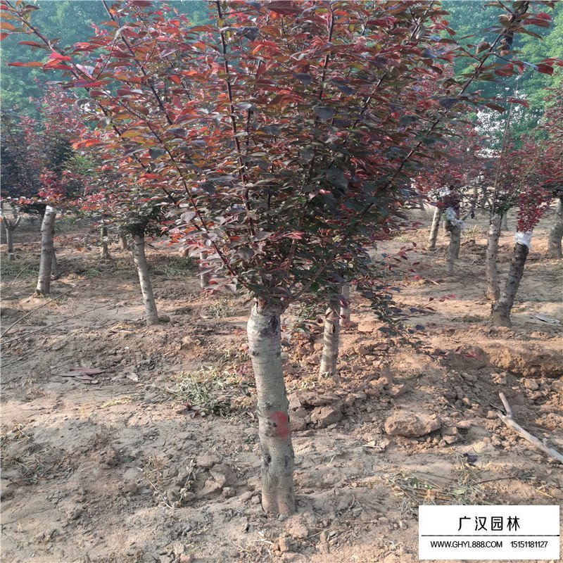 美人梅種植基本