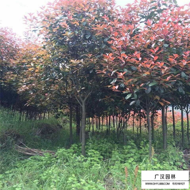 獨(dú)桿石楠苗栽培基地