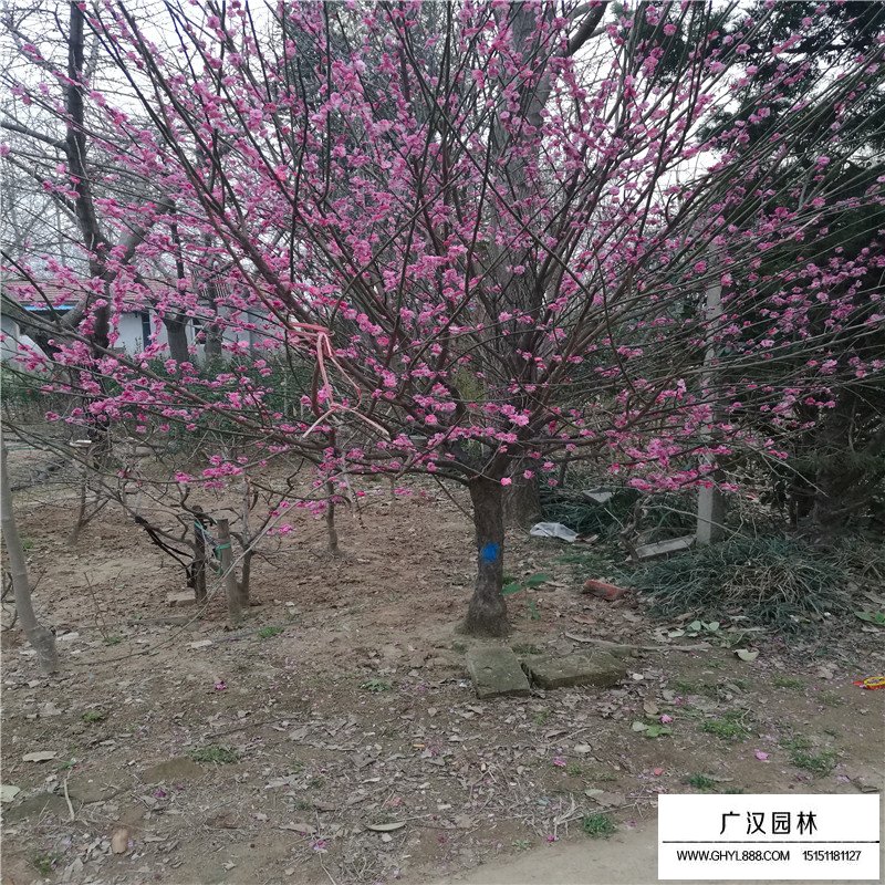 紅梅在園林綠化中的價值