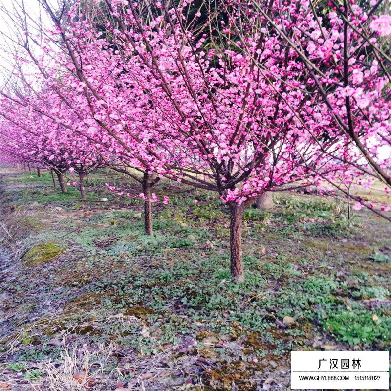 紅梅在園林綠化中的價值