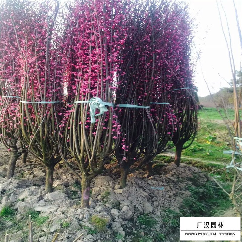 紅梅在熱銷季節(jié)的市場行情