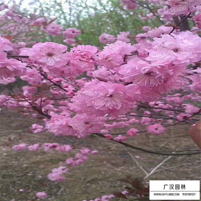 榆葉梅花