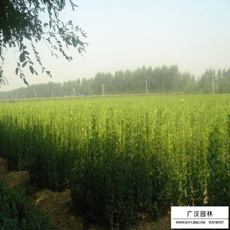 北海道黃楊樹(shù)苗