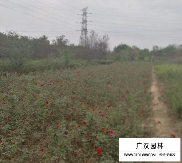 紅帽月季花苗木