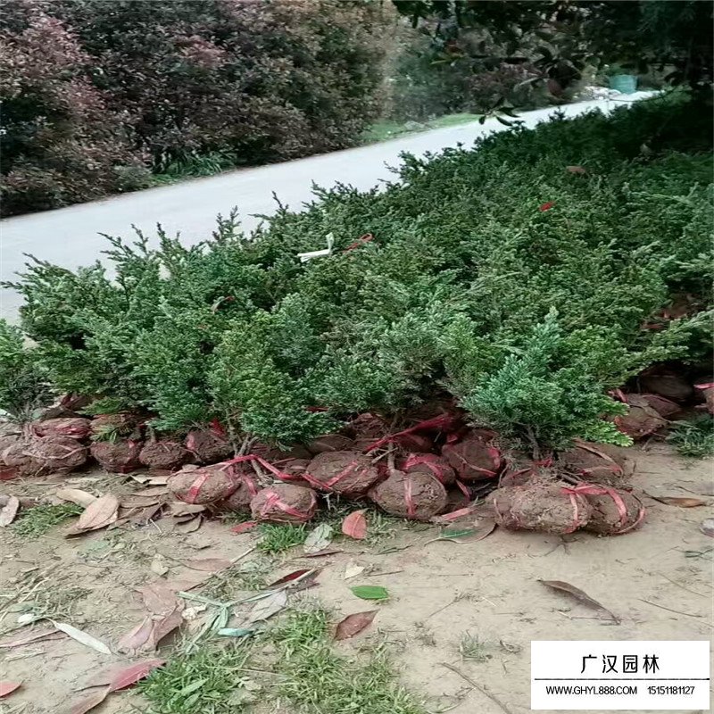 爬地柏盆景價格