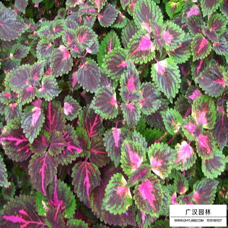 彩葉頁的病蟲害有哪些？