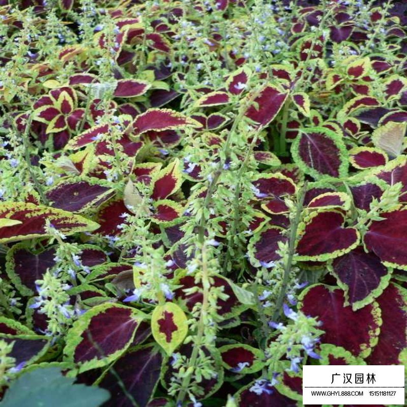 彩葉頁的病蟲害有哪些？