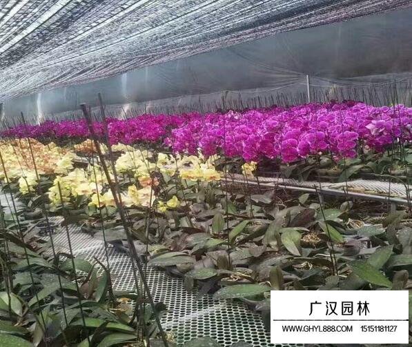 蝴蝶蘭的市場行情