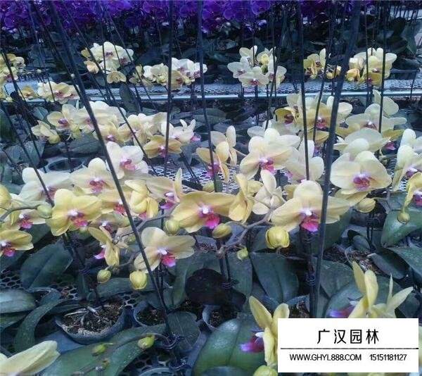 蝴蝶蘭的相關(guān)信息