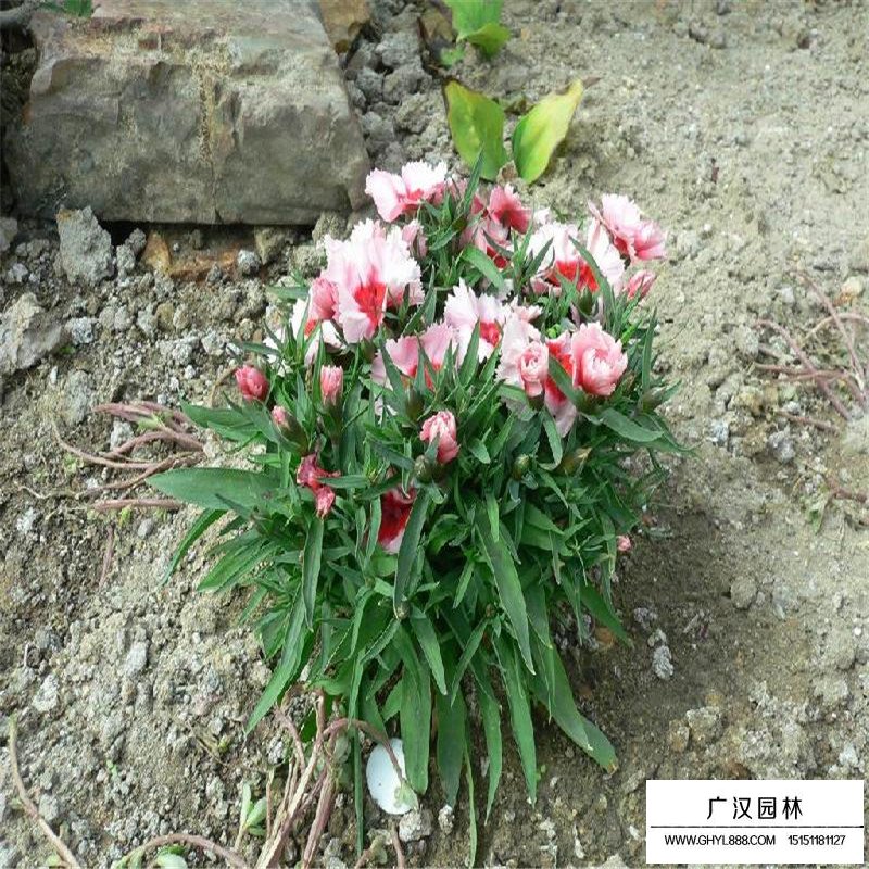 常夏石竹如何區(qū)分