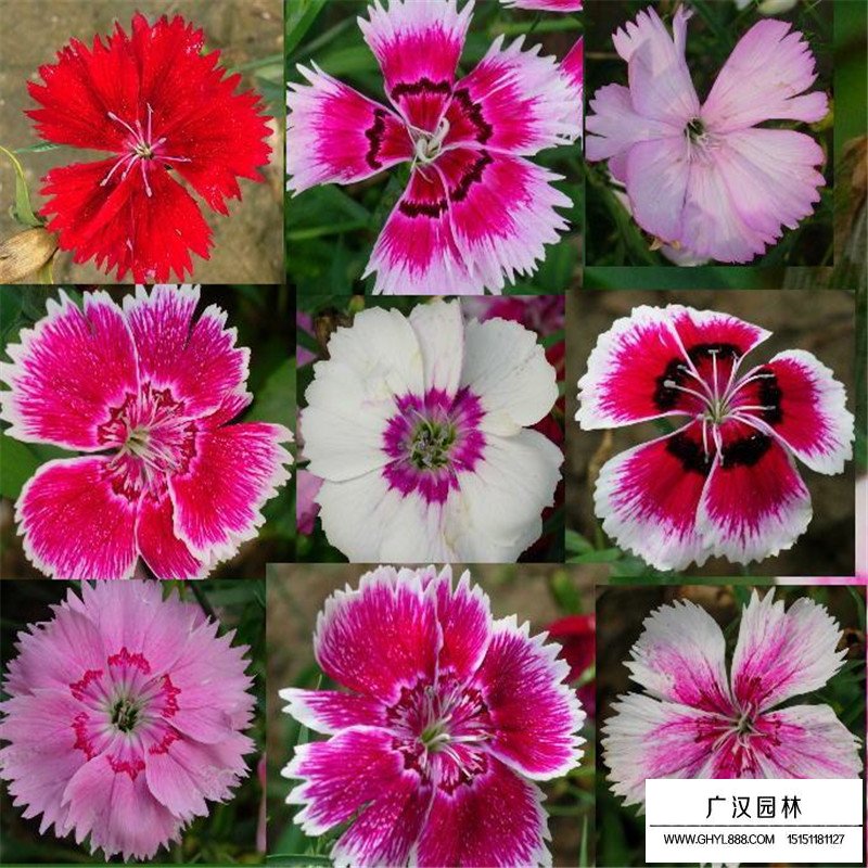 常夏石竹的栽培技術(shù)