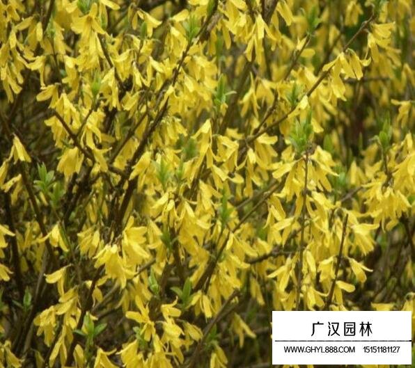 黃條金子是什么樹？