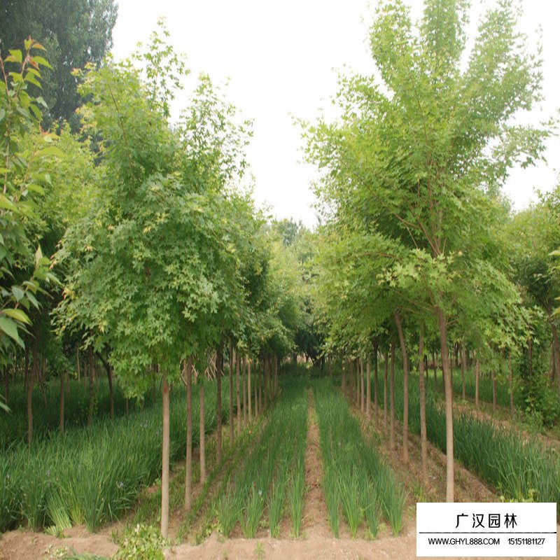 三角楓行道樹到哪里買